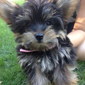 Meet your Posher, Jane